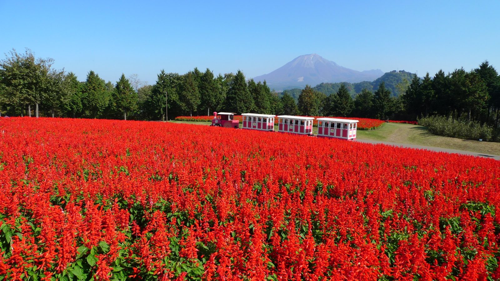 鸟取花回廊|鸟取大山美居温泉度假酒店