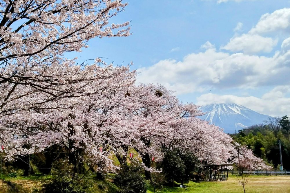 【赏花】能感受到樱花、郁金香、春天大山的景点