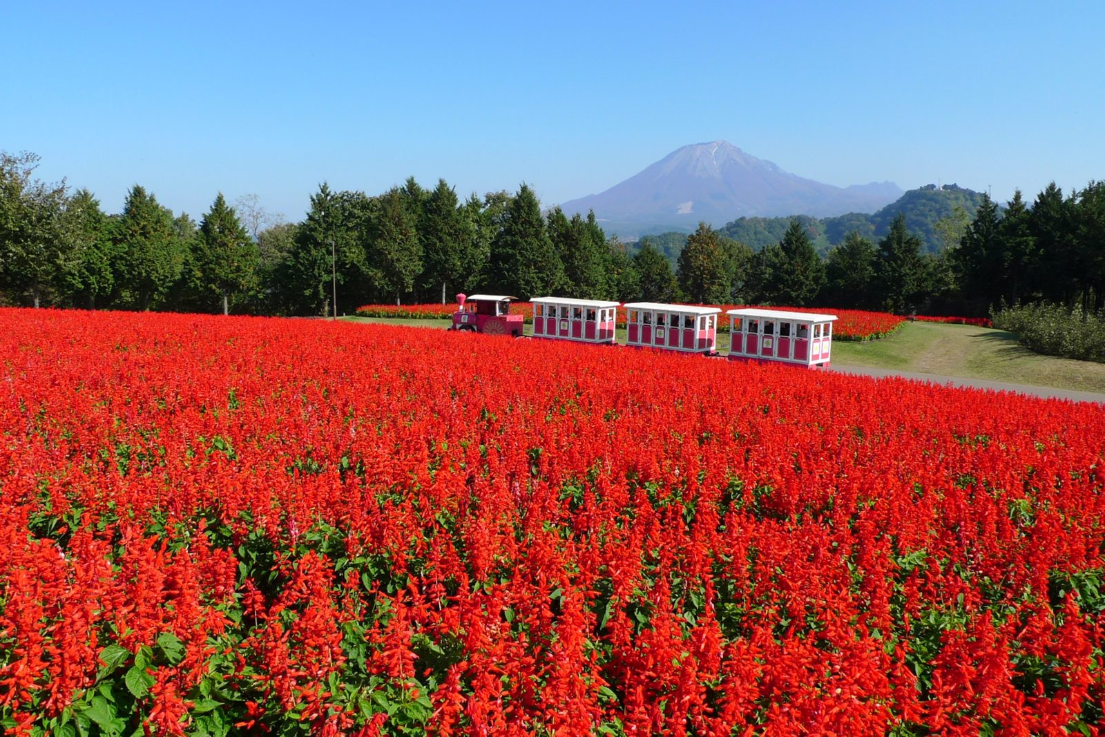尽情享受大山之秋!活动积分项目鸟取大山美居温泉度假酒店