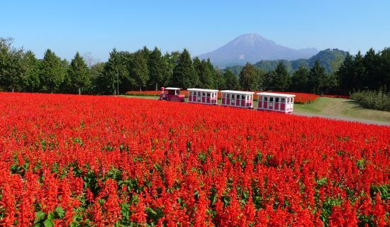 尽情享受大山之秋!活动积分项目鸟取大山美居温泉度假酒店