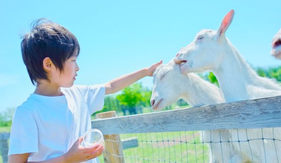 Oyama Tom Sawya Ranch