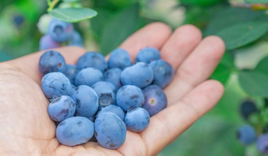 Akita Blueberry Farm