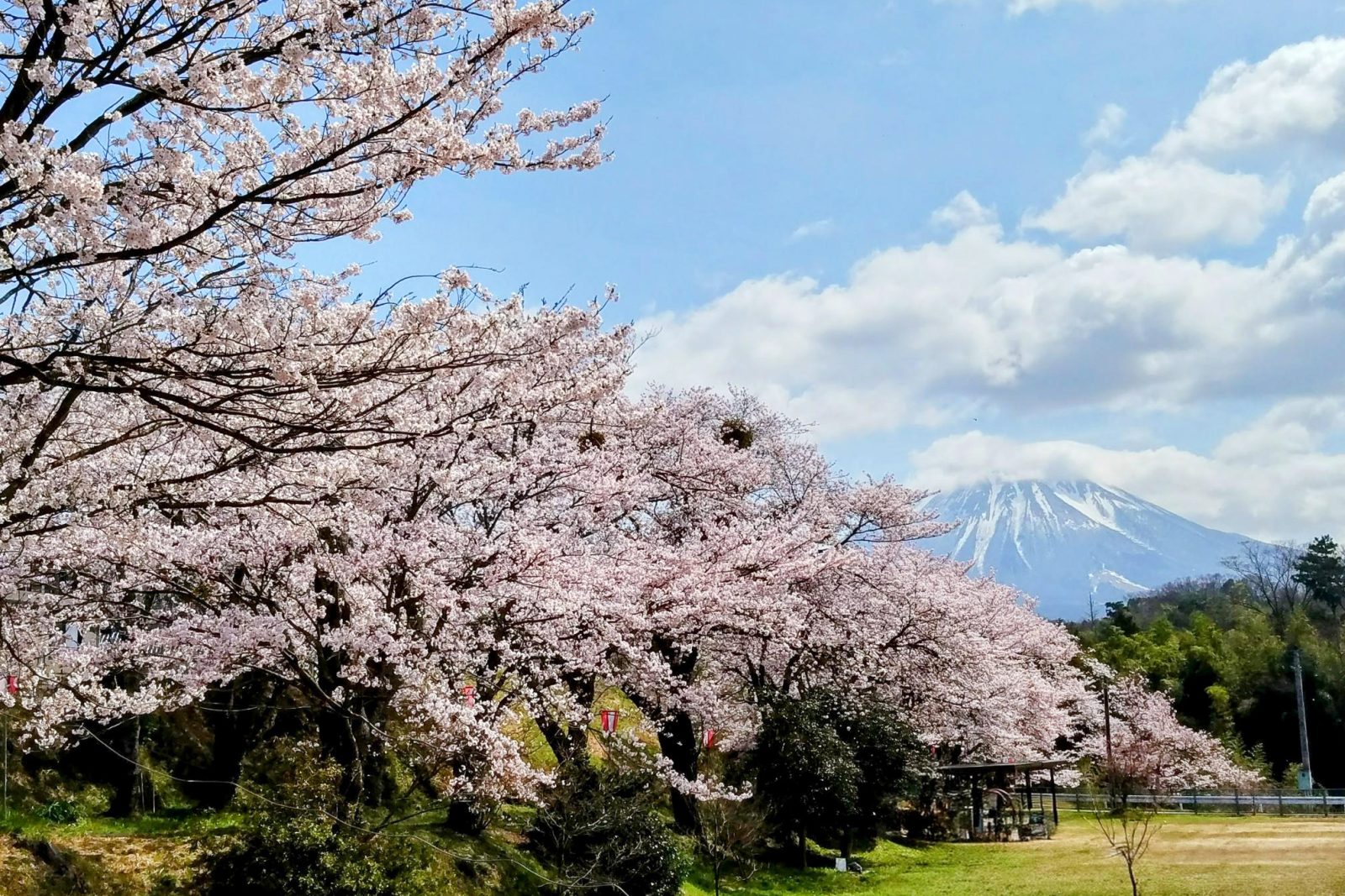 [Hanami] A spot where you can feel cherry blossoms, tulips, and spring Oyama